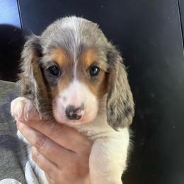 Eclipse - Dapple female Dachshund puppy in Bigfork, Minnesota from Dachshunds Up North
