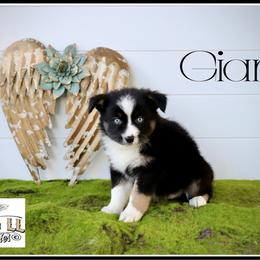Giana - Black tri female Miniature Australian Shepherd puppy in Madisonville, Texas from Flying LL Aussies