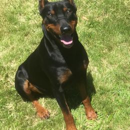 Sheldon - German Pinscher