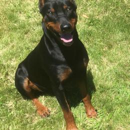 Sheldon - German Pinscher