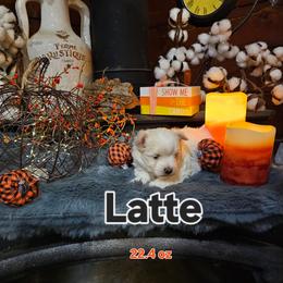 Latte - White and tan male Maltese puppy in Terrell, Texas from PBJ Farms