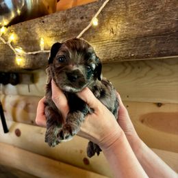 Junie - Merle female Cockapoo puppy in Murphy, North Carolina from Christina’s Puppy Utopia