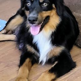VANESSA - Miniature American Shepherd