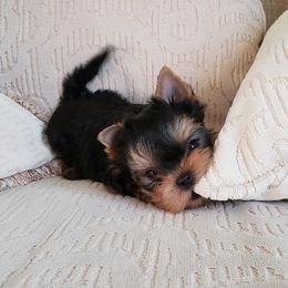 Yorkshire Terrier Puppies from LuvStruck Yorkies