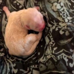 Gypsy - Golden male Lhasa Apso puppy in Fort Worth, Texas from Cynthia's Lhasa Apsos