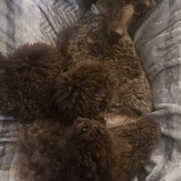Poodles from Empire Poodles