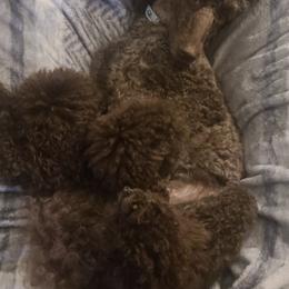 Poodles from Empire Poodles