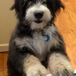 Bernedoodle and Dachshund All Grown Up from Heavenly Heritage Dachshunds