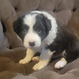Biscuit - Black and white male Border Collie puppy in Caledonia, Michigan from Magnolia Acres