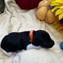 Boy 1 - Sonny - Orange collar - Piebald male Dachshund puppy in Oscoda, Michigan from Northland Dachshunds