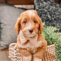 Bandera - Red  male Goldendoodle puppy in Iola, Texas from Supreme Doodles of Texas