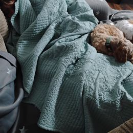 Cavapoos from Velvet Paws Cavapoos