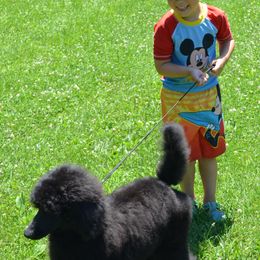 Poodle Puppies from D and D Standard Poodles