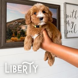 Bernedoodle and Cavapoo Puppies from Wonderful World Doodles