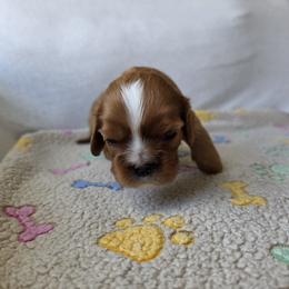 Flower - Ruby female Cavalier King Charles Spaniel puppy in Le Roy, New York from Heirloom Cavaliers