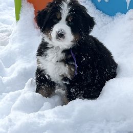 Bernese Mountain Dog Puppies from Breaking Trail Berners