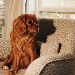 Bonnie - Cavalier King Charles Spaniel