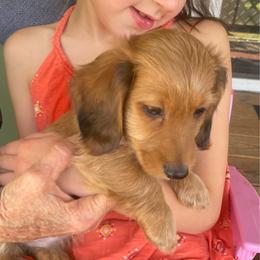 Duffy soft wire hair 1850 - Red male Dachshund puppy in Elizabethtown, Kentucky from Teeny Tiny Puppy Tails