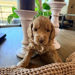 Girl 4 Mahalo - Red  female Goldendoodle puppy in Anthem/Phoenix, Arizona from Ironwood Doodles