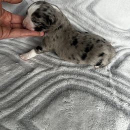 Miniature Australian Shepherd and Toy Australian Shepherd Puppies from Cherry Grove Kennel