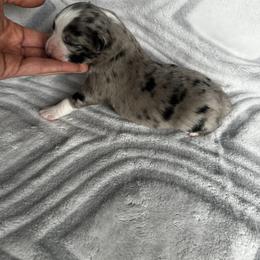 Miniature Australian Shepherd and Toy Australian Shepherd Puppies from Cherry Grove Kennel