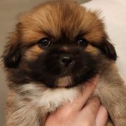 Rubix Cube (Black) - Sable Tibetan Spaniel puppy in Atlanta, Georgia from Graymatter