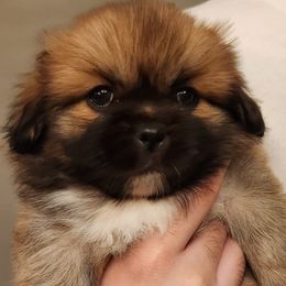 Rubix Cube (Black) - Sable Tibetan Spaniel puppy in Atlanta, Georgia from Graymatter