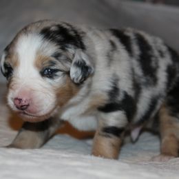 Meet Rowdy  blue merle male  AKC - Blue merle male Australian Shepherd puppy in Cookeville, Tennessee from Spring Creek Aussies