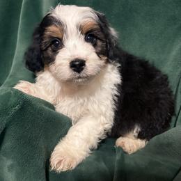 Percy - Black tri-color male Aussiedoodle puppy in Missouri from Mini AussieDoodles on Meadow Lane