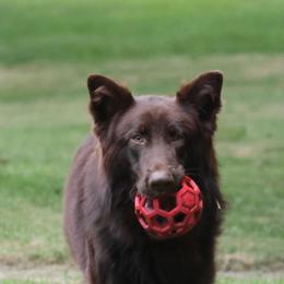 Phoenix - Liver male German Shepherd puppy in Chambers, Arizona from Devil-Dog Shepherds