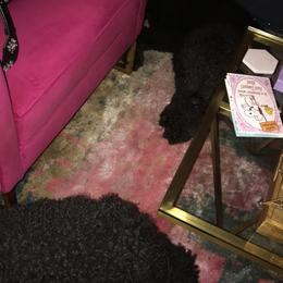 Goldendoodle Puppies from Zeusthemoosedoodles