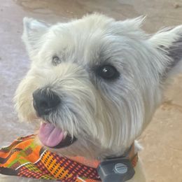Mo - West Highland White Terrier