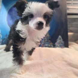 Sydney, Long Haul's Who's On 1st - Chinese Crested puppy from Long Rotts & Long Haul Cresteds