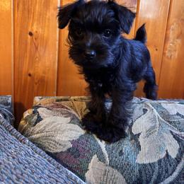 Bella - Black female Miniature Schnauzer puppy in Colorado Springs, Colorado from Spice Mountain Puppies