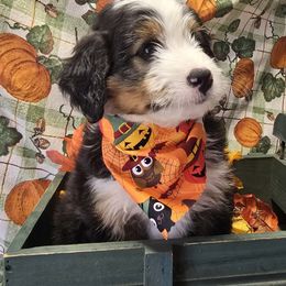 Blue - Tri-color male Bernedoodle puppy in Boaz, Alabama from LaDonna's Doodles
