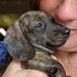 Pippie's red brindle smooth girl - Brindle female Dachshund puppy in Caldwell, Idaho from Dozendachs