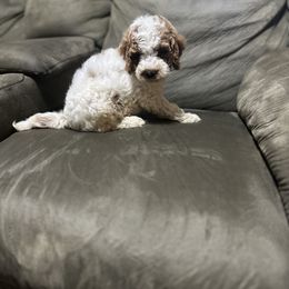 Goldendoodle Puppies from Providence Ranches