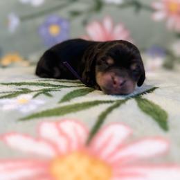 Skye - Black and tan female Dachshund puppy in Morristown, Tennessee from Hillside Hounds