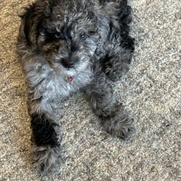 Bernedoodle and Cockapoo Puppies from Doodles of Joy