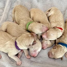 Goldendoodles from Southern Doods of South Ga