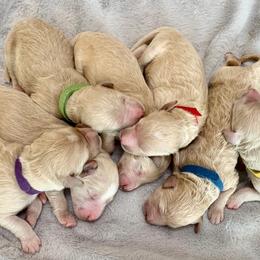 Goldendoodles from Southern Doods of South Ga