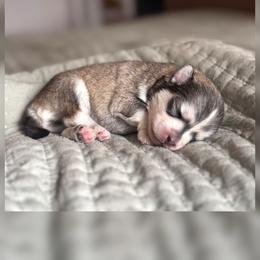 Boy 1 - Gray and white male Pomsky puppy in Grass Valley, California from Karalot Pomskies