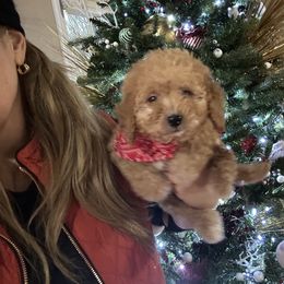 Scott - Apricot male Goldendoodle puppy in Mint Hill, North Carolina from DoodleForever