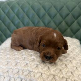Kovu - Red male Cavapoo puppy in Central, Arizona from Desert Valley Doodles
