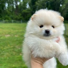 Figgy - Cream female Pomeranian puppy in Uniontown, Pennsylvania from Oh So Sassy Poms