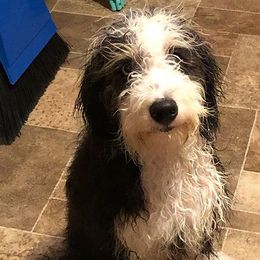 Bernedoodles and Poodles from Mad Brook Poodles and Doodles