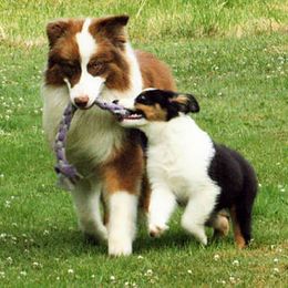 Australian Shepherds from Fallfire Australian Shepherds