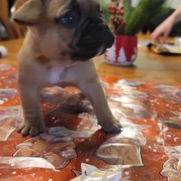 "Santa Paws" French Bulldog Puppies from Fancy Frenchies