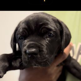 Cane Corso Puppies from KingWood Cane Corso