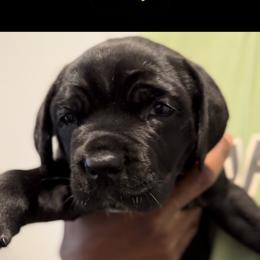 Cane Corso Puppies from KingWood Cane Corso